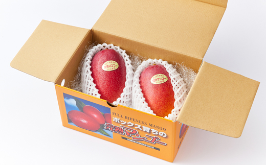 大阪茨木 小川農園の《贈答用》完熟マンゴー約700g〈2個入〉【R8年7月中旬発送開始】【配送不可地域：離島】