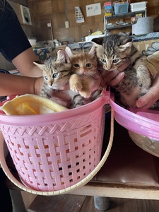 【100,000円】保護猫活動支援～望まれず生まれる命を無くし、行き場を失った猫たちの幸せ探し～