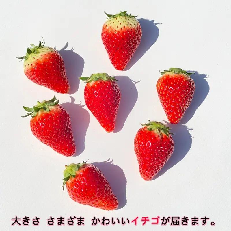 とちおとめ 約2kg いちご 【 とちおとめ 】 先行予約