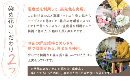 ピンポンマムを中心とした染め花のブーケ 花 花束 ギフト 贈り物 ブーケ 生花 季節の花 菊 赤 ピンク 誕生日 フラワー 雑貨 インテリア 人気 母の日 父の日 切花 菊 キク[Q2395]