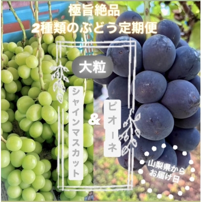 
                  【発送月固定定期便】旬のピオーネ+シャインマスカット2～3房(約1.5kg)全2回【4075417】
                