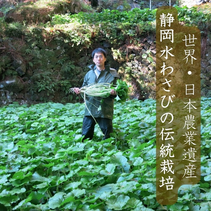 （冷蔵）わさび農家直送　無添加こだわり加工品+　生わさびセット 1383 ／ 大川因わさび園 わさび漬 わさび茎漬 わさび味噌 静岡県