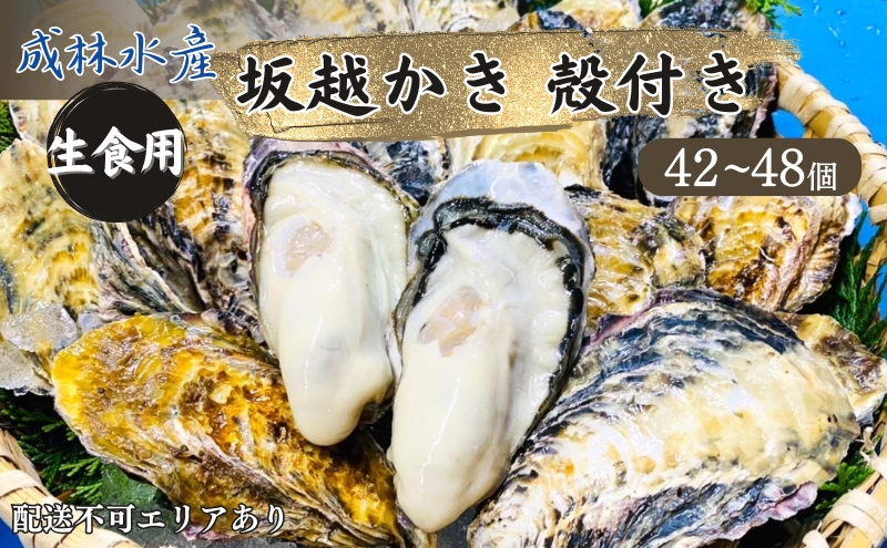 牡蠣 生食用 坂越かき 殻付き 42～48個 成林水産 [ 生牡蠣 真牡蠣 かき カキ 冬牡蠣 ]