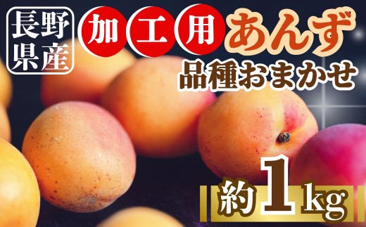 【2026年先行予約】あんず品種おまかせ加工用 約1kg｜ 果物 フルーツ 杏子 アンズ アプリコット 千曲市 長野県 信州