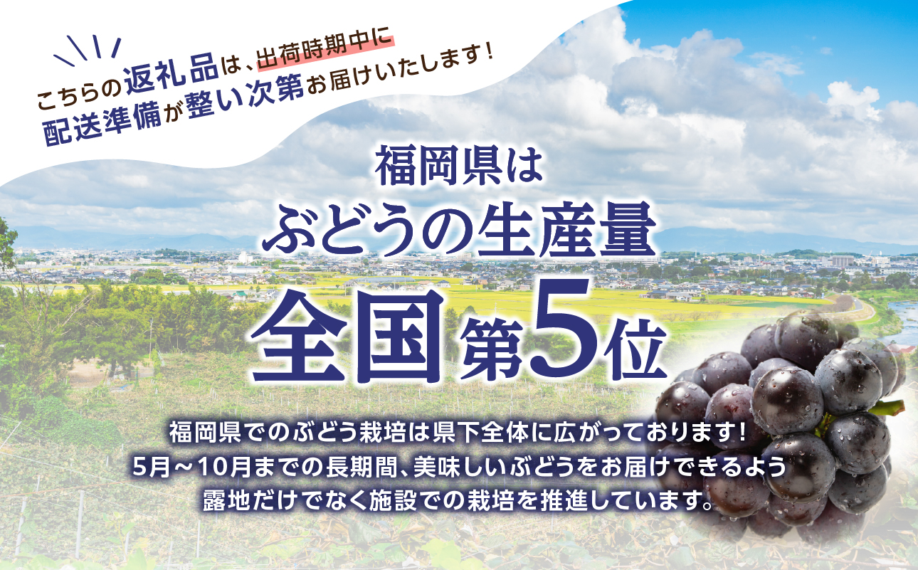 【先行受付】博多ピオーネ（350g×4パック）｜7月上旬〜発送予定