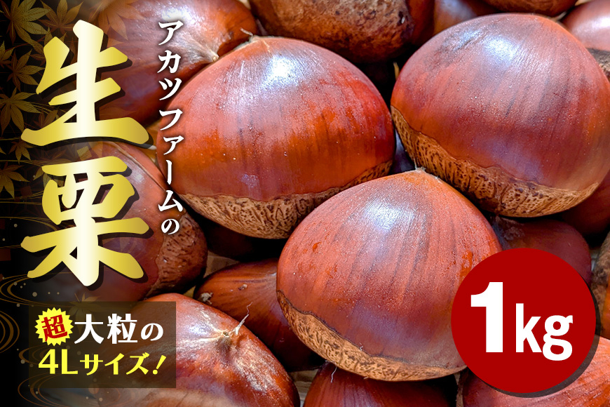 
アカツファームの生栗 超特大 4Lサイズ 1kg 栗 笠間 栗 くり 生栗 特大 大きい 大粒 茨城 国産 国産栗 和栗 甘栗 栗ご飯 栗きんとん 栗おこわ 甘露煮 マロン 秋 旬 おやつ スイーツ きんとん 冷蔵 保存料不使用 無添加 ギフト 茨城県 笠間市
