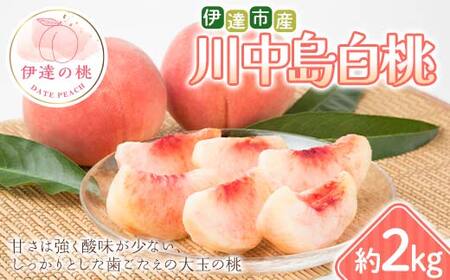 【2026年出荷分先行予約】福島県 伊達市産 川中島白桃 約2kg (4～7玉) 種まきうさぎ株式会社 伊達の桃 桃 フルーツ 果物 もも モモ momo  F21C-296