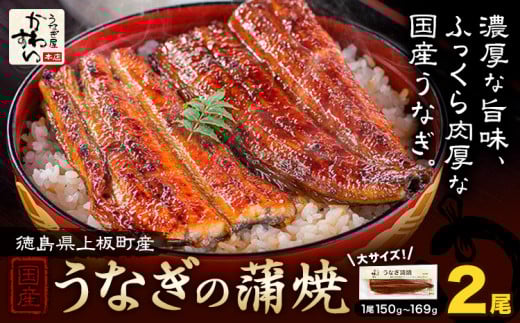 うなぎ屋かわすい 国産うなぎの蒲焼 計2尾 (1尾150g-169g) 川口水産株式会社《30日以内に出荷予定(土日祝除く)》徳島県 上板町 鰻 うなぎ ウナギ 鰻の蒲焼き 蒲焼 蒲焼き 国産