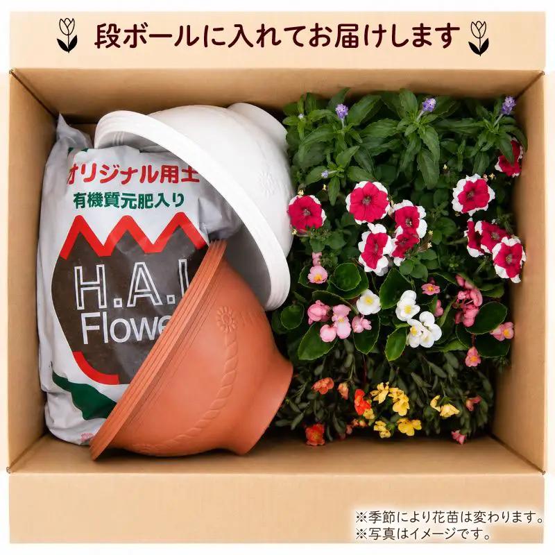 品種おまかせ 季節の花苗 12ポット 寄植え 花