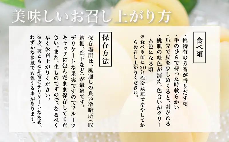 白桃 フルーツ もも 化粧箱入り 岡山県産 白桃【6玉 1.6kg以上】【先行予約】