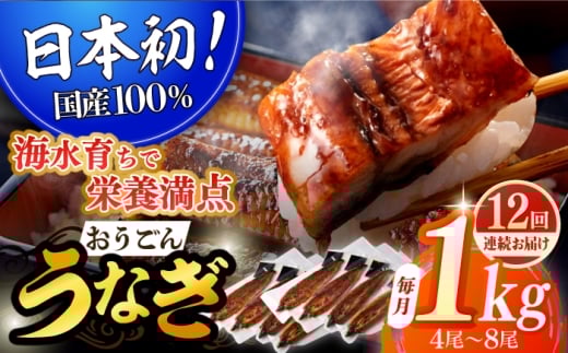 【全12回定期便】【日本初！海水で養殖】長崎県産おうごん うなぎ 松セット 約1kg（4尾〜8尾） 平戸市 / 松永水産 うなぎ 鰻 ウナギ 土用丑の日 九州産 蒲焼 かばやき [KAB287]
