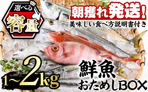
                  《選べる容量！》朝獲れ発送！鮮魚問屋が厳選した『鮮魚おためしBOX』(約1kg or 2kg) 魚 魚介類 鮮魚 海鮮 詰め合わせ セット 刺身 天ぷら 煮つけ 塩焼き【江川商店】
                