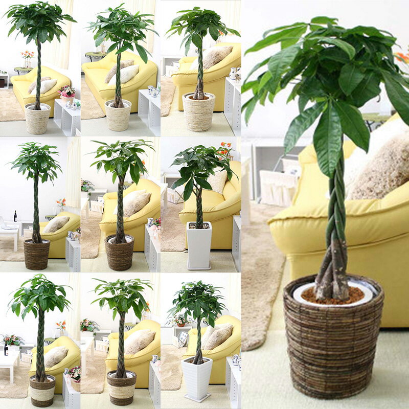 【ふるさと納税】【観葉植物】パキラ＜サイズ 鉢の種類選択可＞【観葉植物 インテリア 部屋 おしゃれ 福岡県 筑前町 送料無料 AG005MP】【価格改定】