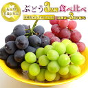【ふるさと納税】ぶどう3品種 食べ比べ【茨城県共通返礼品 かすみがうら市】3房 3種 セット ぶどう ブドウ 葡萄 果物 フルーツ お取り寄せ ※2024年8月下旬頃より順次発送予定