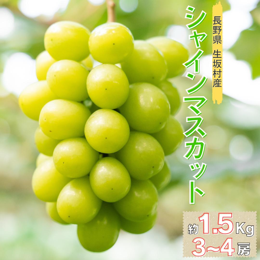 【ふるさと納税】シャインマスカット 約1.5kg (3~4房) | シャインマスカット しゃいんますかっと 1.5キロ