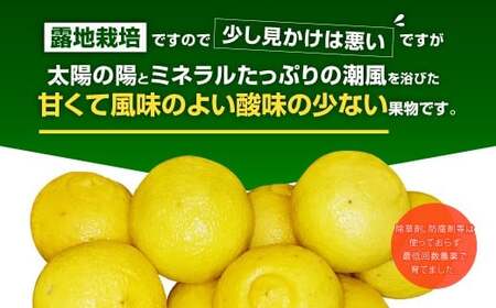 【先行受付】はるか 約3kg（15玉～20玉）【吉田レモニー】【2025年2月上旬～2025年5月下旬発送】みかん 柑橘