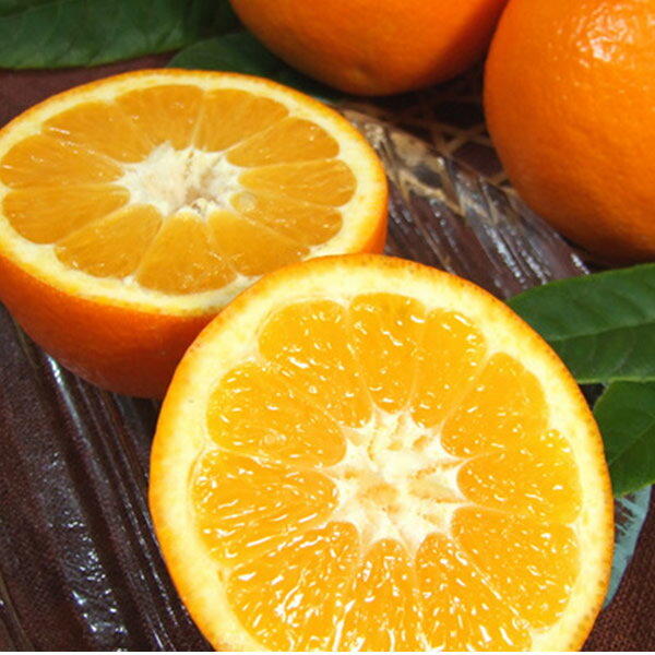 【ふるさと納税】 伊予柑 (いよかん) 約8kg 和歌山県有田産 春みかん (果実サイズおまかせ) 春みかん 紀伊国屋文左衛門本舗