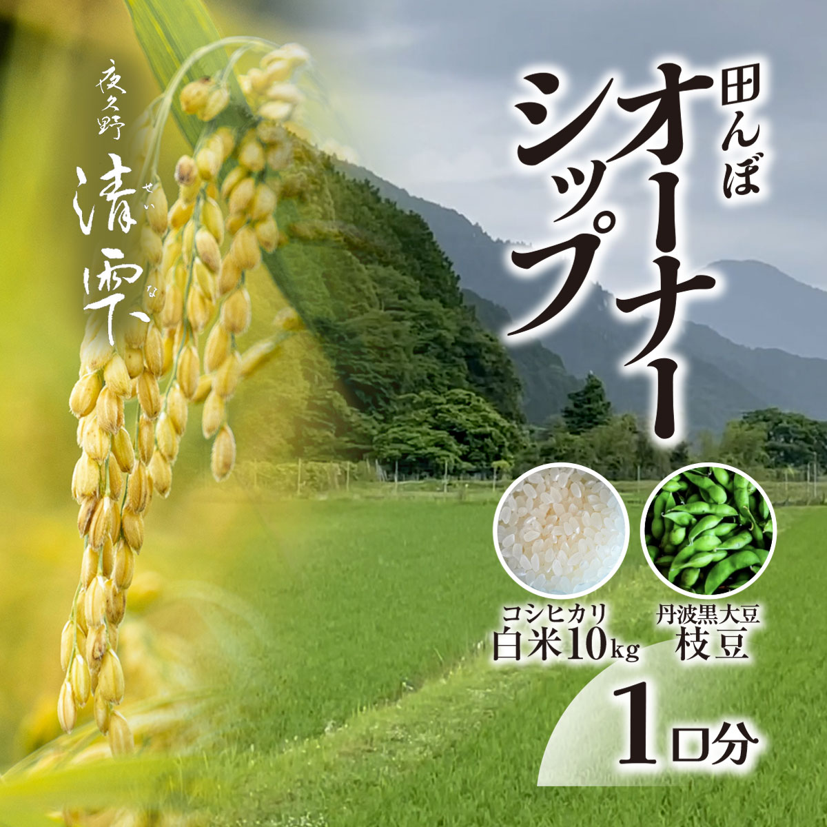 【ふるさと納税】＜令和7年9月末より発送！＞田んぼオーナーシップ1口分　清雫　白米10kg+黒ムラサキ（丹波黒大豆の枝豆）/ ふるさと納税 田んぼ オーナー制度 米 白米 令和7年度産 先行 収穫 夜久野 京都 京都府 福知山 FCDB009