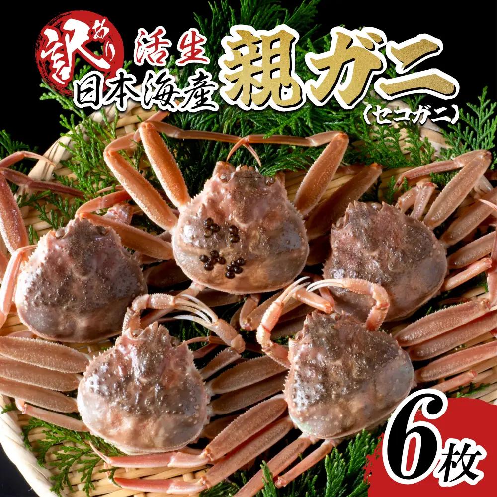 【活生】訳あり ご自宅用親ガニ（セコガニ）6枚 2026年11月～順次発送｜鳥取 岩美 日本海 かに 松葉ガニ ズワイガニ【22064】