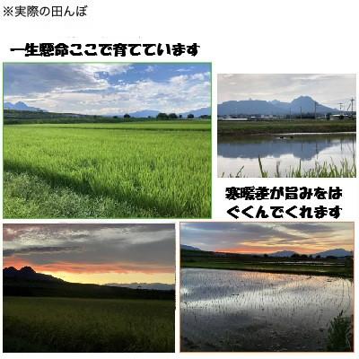 ふるさと納税 吉岡町 こしひかり(精米)【ミズサワ】令和7年産 低農薬 5kg |  | 01