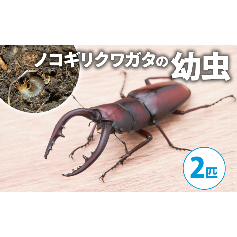 【配送期間は2026年1月下旬～4月上旬に随時配送】ノコギリクワガタ（幼虫２匹）