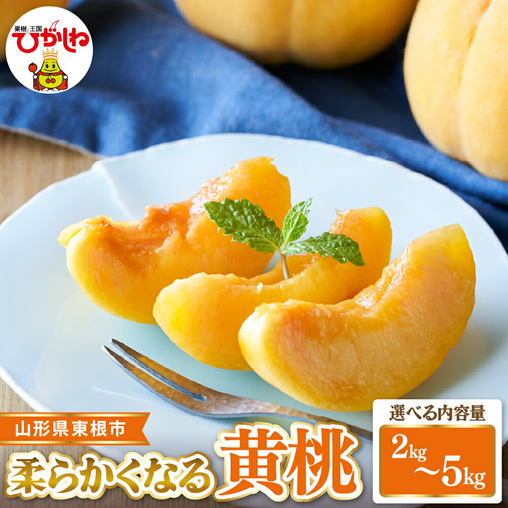【ふるさと納税】2026年産 先行受付 柔らかくなる 黄桃 秀品 ( 選べる : 2kg /3kg / 5kg )| もも 桃 黄桃 柔らかい やわらかめ フルーツ 果物 くだもの 産地直送 期間限定 特産品 お取り寄せ グルメ 旬 人気 おすすめ 送料無料 東北 山形県 東根市