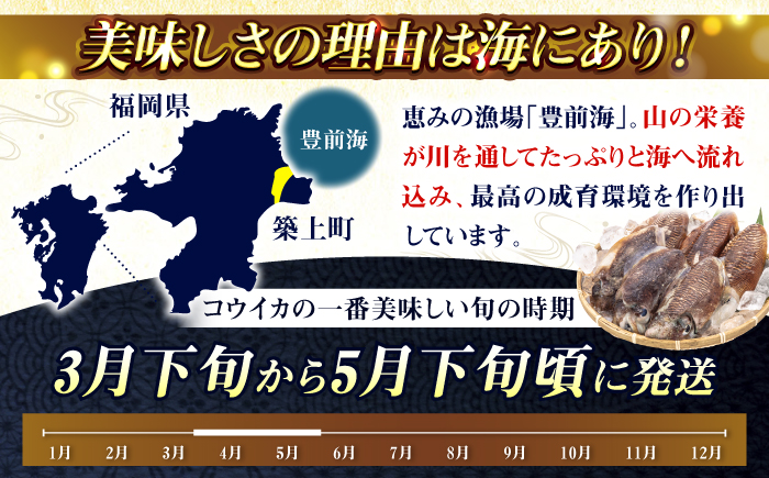 【先行予約】【2027年3月下旬以降順次発送】豊前海産「 コウイカ 」約1kg (3～5杯)《築上町》【明青丸】 [ABCB001] イカ いか 刺身 烏賊 17000円 1万7千円