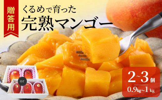 【2026年6月以降お届け】くるめで育った完熟マンゴー （2～3個：約0.9kg～1kg）_先行予約 完熟マンゴー 2個 〜 3個 0.9kg ～ 1kg 贈答用 久留米産 とろける 甘い フルーツ トロピカルフルーツ 果物 マンゴー 完熟 高糖度 人気 国産 地植栽培 冷蔵 クール便 倉重農園 お取り寄せ お取り寄せフルーツ 食べ物 食品 福岡県 久留米市 送料無料_Fm010