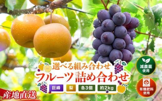 糖度計使用 巨峰・梨 詰め合わせ 約2kg (巨峰3個、梨3個) | ブドウ ぶどう 葡萄 果物 フルーツ くだもの ギフト プレゼント 贈答品 大分県産 九州産 大分県 中津市