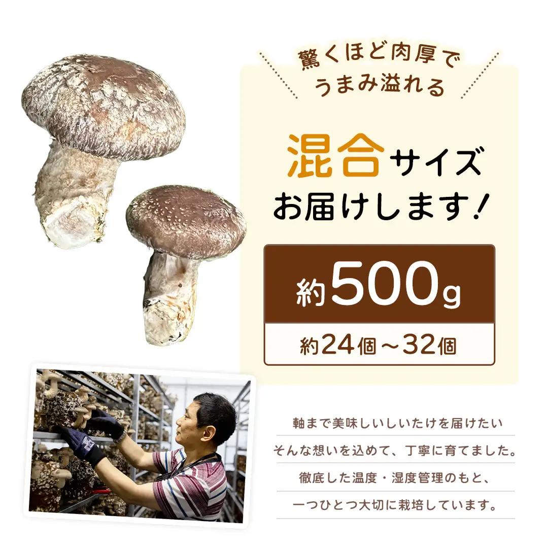 産地直送！軸まで美味しい『軸王しいたけ』サイズ混合 約500g (約24～32個)