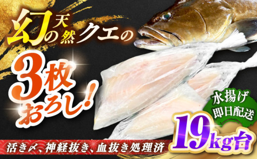 天然クエ（19キロ台・3枚おろし） 《壱岐市》【壱岐島　玄海屋】[JBS093]   160万 1500000 1500000円 150万円