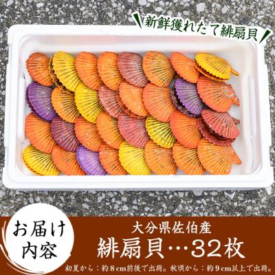 ふるさと納税 佐伯市 緋扇貝 (計32枚) 屋形島で後藤さんが育てた緋扇貝 |  | 01