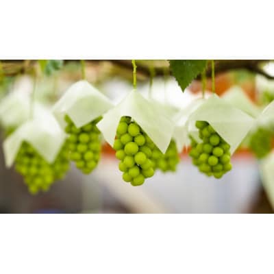 やみつきシャインマスカット 1kg秀【配送不可地域：離島】