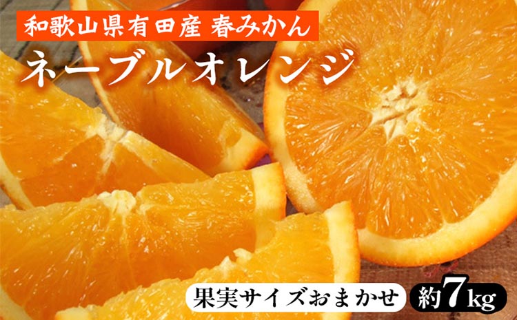 ネーブルオレンジ［約7kg］和歌山県有田産 春みかん【果実サイズおまかせ】 ｜ 和歌山県産 柑橘 フルーツ 紀伊国屋文左衛門本舗