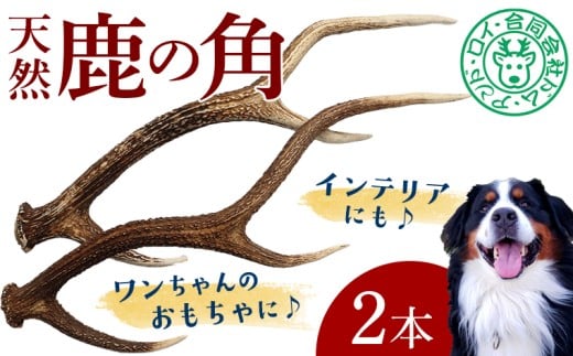 シカの角 2本　鹿 シカ ジャーキー 犬 ペット ワンコ ワンちゃん おもちゃ 角 ツノ インテリア 飾り 置き物 おすすめ 天然 野生 肉 ジビエ 国産 ごほうび 健康 噛む ストレス ひまつぶし 歯 歯みがき 歯垢 歯石除去 工作 芸術 小型犬 中型犬 大型犬 房総 千葉県