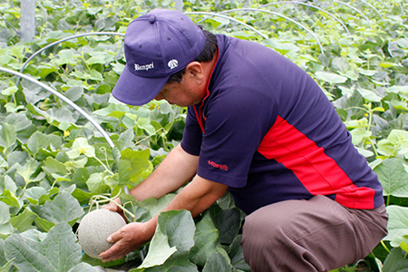 タカミメロン 4～6玉（5～7kg）【6月頃発送】　林農園