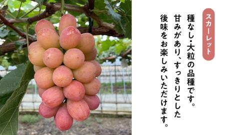 【 先行予約 9月中旬以降発送 】 数量限定 八千代町産 シャインマスカット スカーレット 2品種 食べ比べ セット 約 1kg ぶどう ブドウ 葡萄 マスカット 農家直送 [CU002ya]
