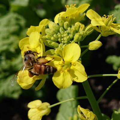 ふるさと納税 四條畷市 日本みつばちが集めた貴重なはちみつ(百花蜜)をお届けします。 |  | 02