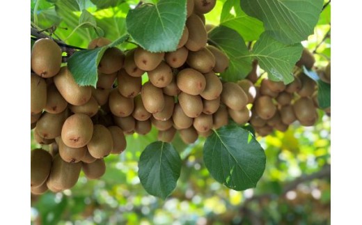 たわわに実った｢香緑｣