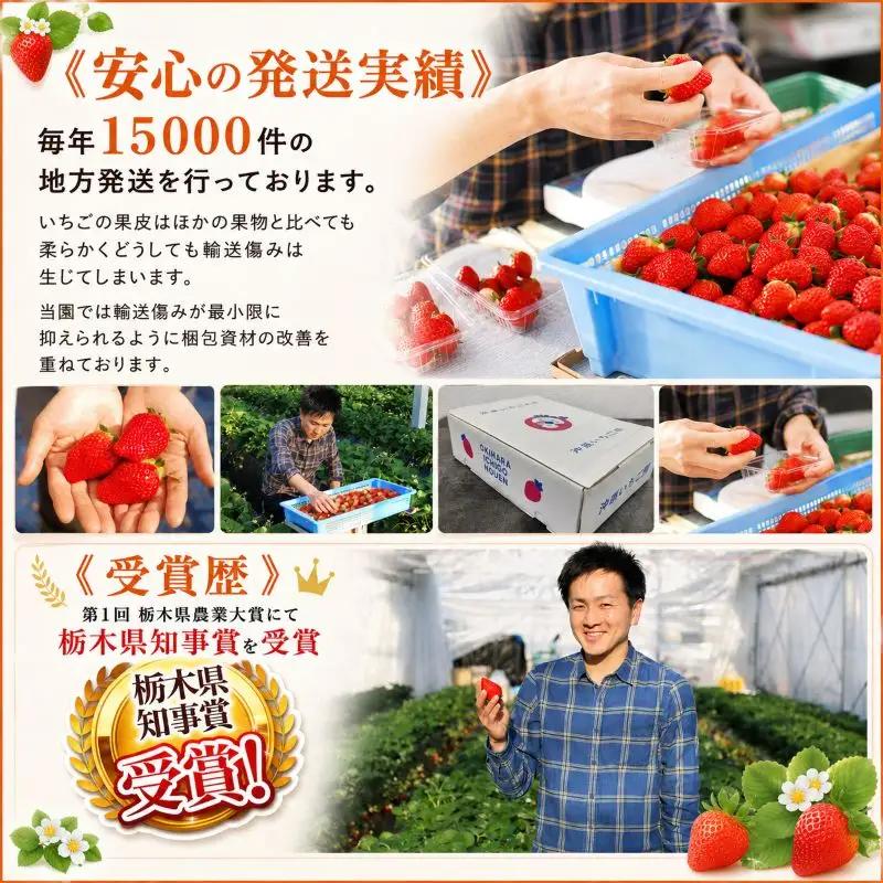 【定期便2回】訳あり 粒不揃い スカイベリー 1,680g (280g×6P)  | 栃木県 矢板市 澳原いちご農園