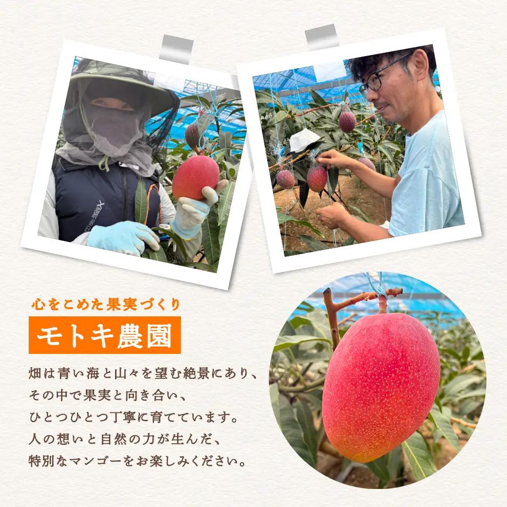【2026年7～9月発送】今が旬！ 完熟 アップル マンゴー 1kg（2～3玉）モトキ農園 鹿児島県 奄美大島 宇検村 南国 マンゴー フルーツ 果物 