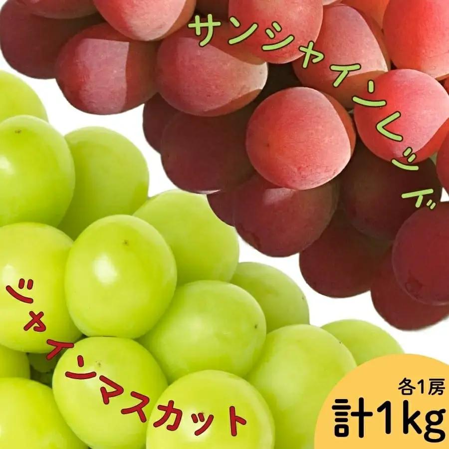 【2026年発送★先行予約】サンシャインレッド・シャインマスカット２房セット　1ｋｇ以上| ふるさと納税 シャインマスカット 笛吹市 国産 人気 期間限定 ぶどう ブドウ 葡萄 旬 果物 フルーツ 山梨県 送料無料 | 167-165-26y