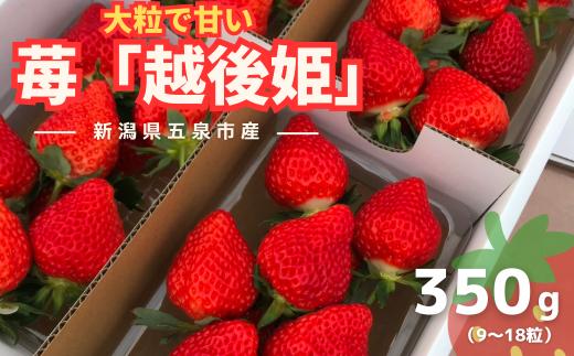 【先行予約（2026年2月下旬以降順次発送）】数量限定 越後姫 苺 いちご 1パック 350g (9～18粒)  |  イチゴ フルーツ 果物 プレゼント ギフト お取り寄せ 贈答 新潟県 五泉市 農園 小嶋屋