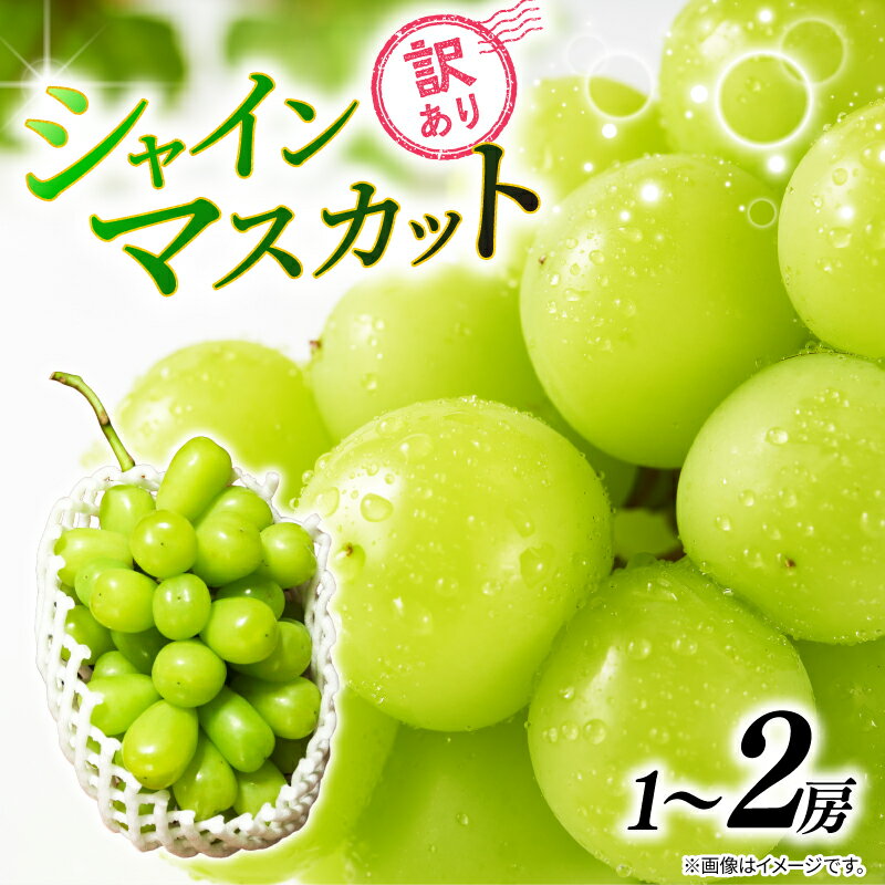 【ふるさと納税】 訳あり シャインマスカット 【選べる容量】 1房 ～ 2房 450g ～ 900g 2026 年発送分 数量限定 先行予約 マスカット 農家直送 有機栽培 果物 果実 旬 お取り寄せ グルメ ふるさと納税 送料無料 千葉県 銚子市 加瀬農園 【8月中旬から9月中旬に順次発送予定】