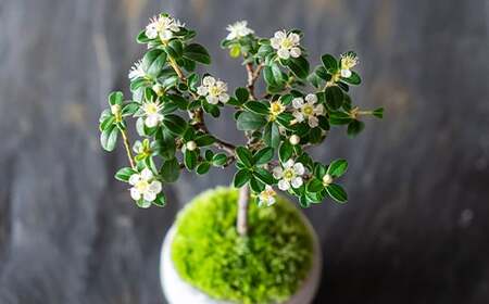 【鉢皿色・鉄赤】 カマツカコケモモ  鎌柄苔桃 盆栽 植物 石木花 sw-bokmx380 ※沖縄・離島への配送不可