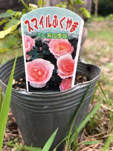 薔薇（ミニバラ苗木）：ふくやまシリーズ 3種混合・3ポット
