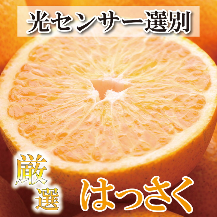 ＜4月より発送＞厳選 樹上完熟はっさく7.5kg+250g（傷み補償分）【有田の春みかん・五月八朔・さつきはっさく・木生りはっさく・きなりはっさく】【光センサー選別】◇