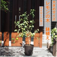 大きめレモンの木(マイヤーレモン)鉢植え(茶プラ鉢・10号)