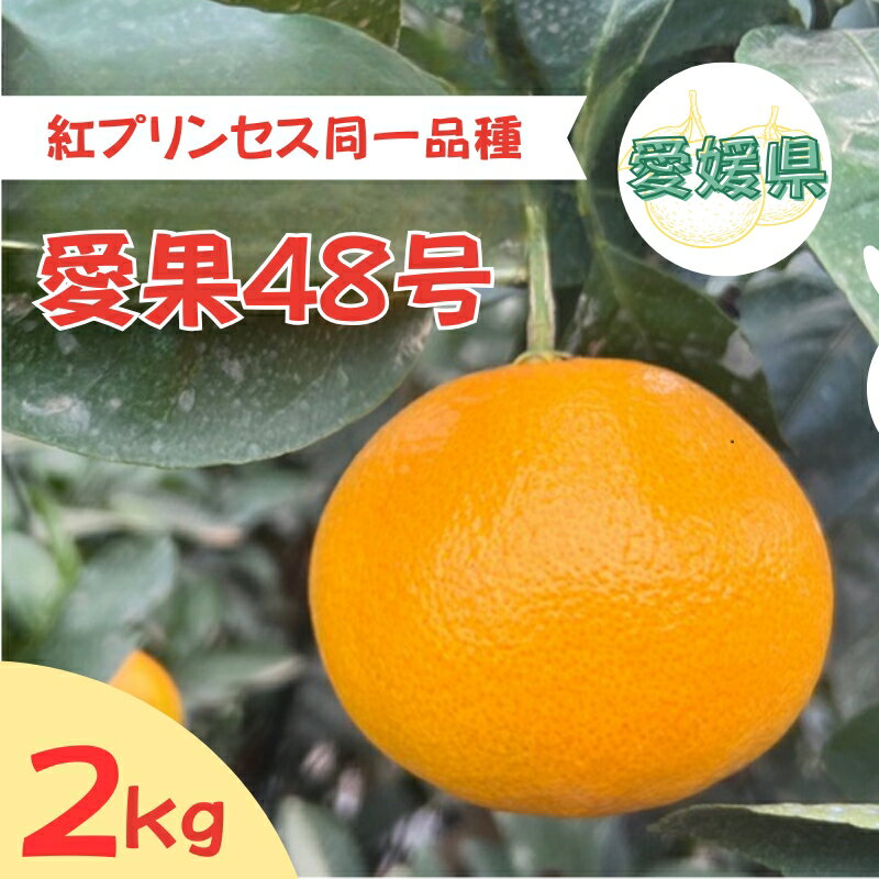【ふるさと納税】【2026年3月発送予定】愛果48号 2kg L～2Lサイズ 紅プリンセス同一品種 農園直送 みかん 愛媛 人気 数量限定 先行予約 柑橘 伊予市｜B169
