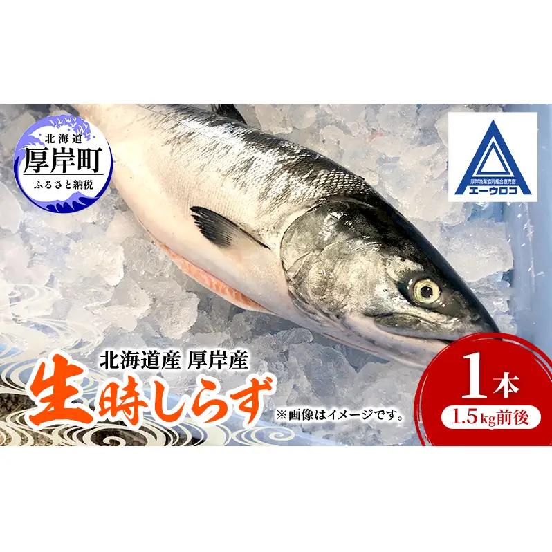 厚岸産 生時鮭 1本 1.5kg前後 鮭 ときしらず